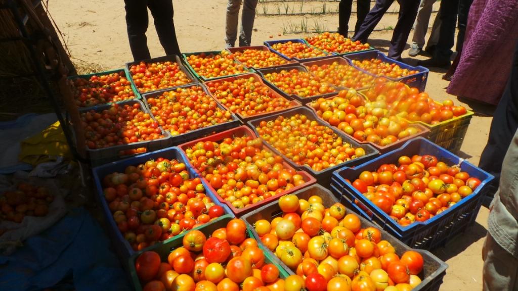 Agriculture-Pasa-Loumakaf: Les bénéficiaires apprécient les premiers résultats