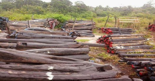 Trafic de bois vers la Gambie: Un gendarme et ASP en prison