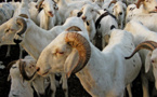 Autosuffisance en moutons: La tutelle concocte un arrêté interdisant l'abattage des brebis (ministre)