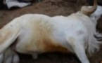 Vidéo:Un mouton d’une valeur de 700 000 F Cfa meurt électrocuté