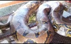 Diourbel: Un python de 8 mètres terrorise le Baol