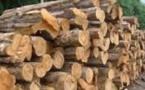 Trafic de bois: Plus de 500 tronc découverts dans les forêts de Maka et de Dialocoto