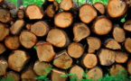 Trafic de bois, plus de 500 troncs d'arbres découverts dans les forêts de Maka et Dialocoto