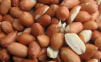 " Yaakar et Rafète Kaar", 2 nouvelles semences d’arachide à la disposition des producteurs dès 2017