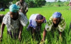 En Casamance, à Essyl, Baasaf, Saré Demba Foréa, le matériel agricole fait le bonheur des femmes