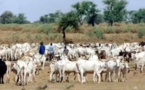Vol de bétail : Un préjudice de 2 milliards de francs CFA par an