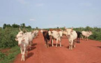 n député appelle à soutenir les comités locaux de lutte contre le vol de bétail