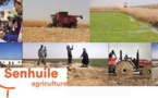 Agriculture: Senhuile invitée à intégrer la chaîne de valeur de rizicole