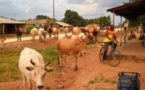 Sédhiou : L’association Le Gabou veut une paix durable entre éleveurs et égriculteurs