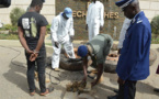 Dakar-Bamako: La gendarmerie saisit 500 Kg de chanvre indien dissimulés dans les pneus