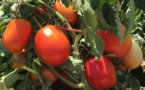 Le Sénégal vers une interprofessionnelle de la tomate industrielle