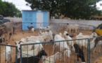 Louga : un gang de voleurs de bétail arrêté par la gendarmerie