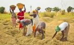 Agriculture: 19 milliards de Fcfa pour améliorer la résilience à l'insécurité alimentaire