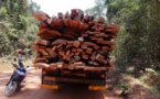Trafic de bois vers la Gambie : 17 camions arrêtés par l’armée