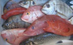 Pêche: Plus de 1,6 million de tonnes de poissons pêchées annuellement  dans les eaux ouest-africaines(Officiel)