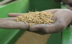 Agriculture-Perspectives: 15 nouvelles variétés de semences de riz annoncées par l'ISRA ’’d'ici décembre’’