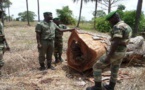 KOLDA: Arrestation de 30 présumés trafiquants de bois