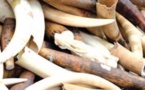 Lutte contre le trafic des espèces protégées: 780 pièces d'ivoire saisies au marché artisanal de Soumbédioune