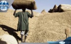 Commerce: Plus de 26 000 tonnes d'arachides exportées par les opérateurs sénégalais(Officiel)