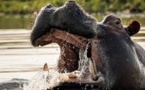 Vidéo: Les images spectaculaires de l'hippopotame abattu à Kédougou