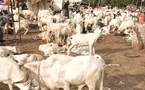 Les 712 000 moutons annoncés suffisants pour approvisionner le marché sénégalais (responsable)
