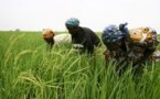COMMERCE-Risque de mévente du riz local sans une planification des importations (importateur)