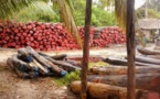 Trafic de bois au Sénégal: deux Français cités dans une affaire