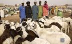 idira : la barre des 200.000 moutons atteinte, le déficit peut être résorbé d'ici la fête (élevage)