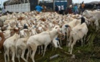 Tabaski 2020: Plus de 150.000 moutons invendus