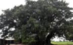 Baobab sacré de Fadial: L’ancien cimetière des griots résiste au temps