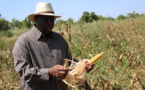 Le président Macky Sall entrain de cultiver son champs