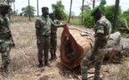 Macky Sall : « Plus un seul arbre ne sera abattu en Casamance »