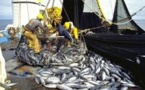 Licences de pêche : Greenpeace invite le Sénégal à s’inspirer de la Mauritanie