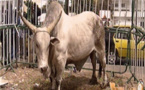 Vidéo: Interdit de faire du thiant,Cheikh Béthio Thioune offre des bétails à la population. Regardez
