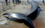 [Video] Une baleine de 15m échoue sur la plage de Warang