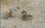 Vidéo: Bagarre entre un écureuil et un serpent, devinez qui sera le gagnant ? Regardez