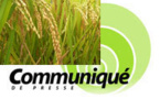 Agriculture: New Delhi débourse 31 milliards de francs CFA pour la riziculture sénégalaise