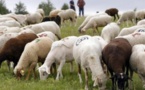 Approvisionnement du marché: Aminata Mbengue Ndiaye cherche moutons au Mali et en Mauritanie