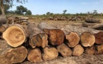 Tambacounda : un trafic transfrontalier de bois démantelé à Makacolibantang