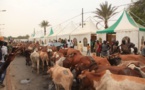 Cheikh Béthio fait circuler dans Touba plus de 2000 boeufs