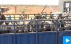 Autosuffisance en viande/ Réception 300 boeufs Guzera :" Sur les 297 000 tonnes de viande obtenues en 2021, la contribution de la filière bovine est de -30 %" (Ousmane Mbaye)