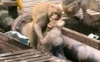 VIDEO. Un singe électrocuté sauvé par un autre singe dans une gare