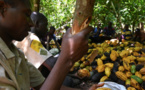[Grand Angle] De la fève au chocolat : Les dessous amers de l’industrie du cacao ivoirien