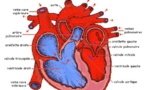 Impact des maladies cardiovasculaires: «Elles représentent 30% des hospitalisations et 30% de décès»