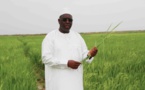 Autosuffisance en riz au Sénégal horizon 2017: 900 000 T de riz paddy produit en 2015