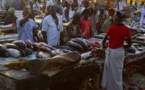 A cause de la rareté du poisson et de son coût assez élevé actuellement à Dakar: Pêcheurs, vendeurs et ménages souffrent le martyre