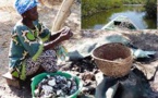 Atteinte de l’autosuffisance alimentaire: L’ANA accompagne l'implantation de fermes dans la zone des Niayes