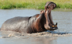 Tambacounda - 24 personnes tuées par l'hippopotame: l’aval des autorités compétentes attendu pour...