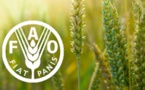 ONU-Agriculture: La FAO soutient la réforme agricole du Sénégal (Représentant)