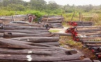 Trafic de bois vers la Gambie: Un gendarme et ASP en prison